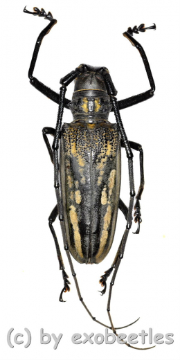Batocera lineolata ( 45 – 49 )