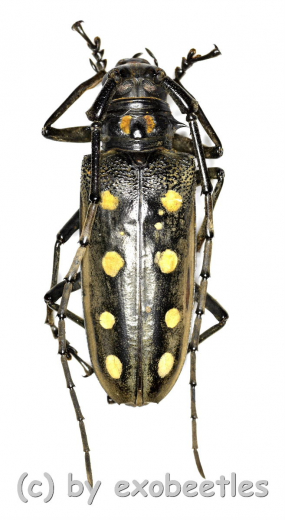 Batocera parryi ( 45 – 49 )