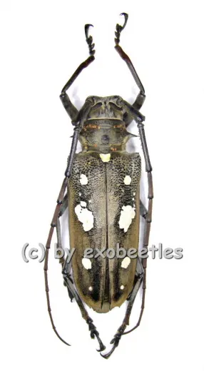 Batocera rubus ssp.magica ( 50 – 54 )