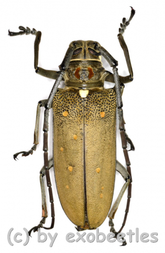 Batocera rufomaculata ( M 45 – 54 ) A1-