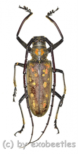 Batocera victoriana ( 50 – 54 ) A1-
