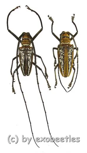 Batocera wallacei wallacei ( M 65 – 69 )