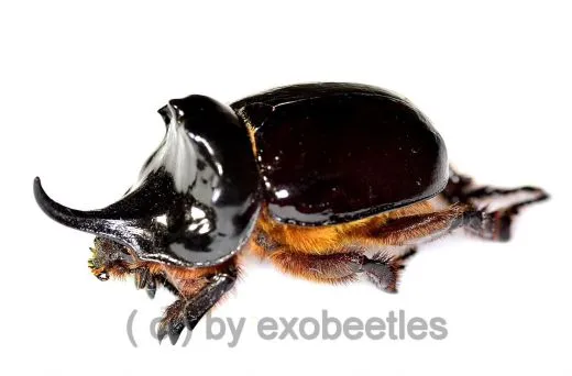 Bothynus lancifer ( 35 – 39 )