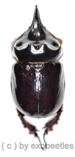 Bothynus lancifer ( 35 – 39 )