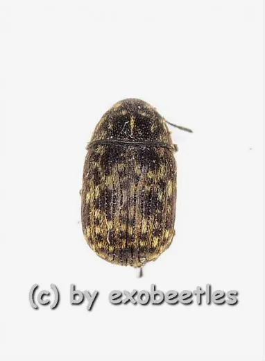 Bruchinae spec. ( Samenkäfer ) ( 0 - 4 )