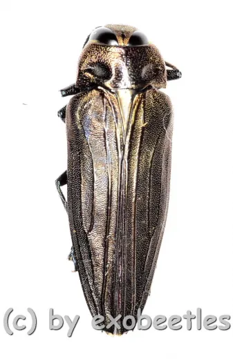 Buprestidae spec. #6 ( 15 – 19 )