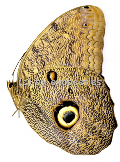 Caligo eurilochus livius