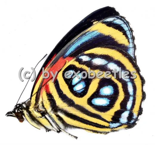 Callicore cyllene