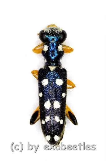 Callimerus dulcis ( 5 – 14 )
