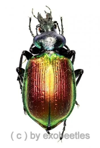 Calosoma ( Calosoma ) sycophanta ( 20 – 29 ) A1-