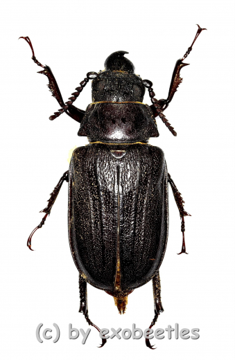 Cantharocnemis spec. ( 50 – 54 ) A2
