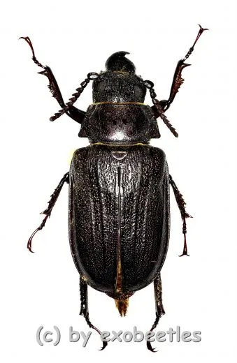 Cantharocnemis spec. ( 50 – 54 ) A2