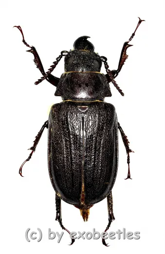 Cantharocnemis spec. ( 50 – 54 ) A2