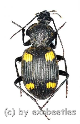 Carabidae spec. #15 ( 20 – 24 ) A2
