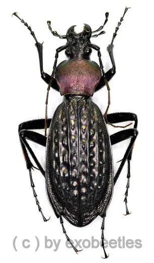 Carabus ( Apotomopterus ) arrowi hector ( 30 – 34 )