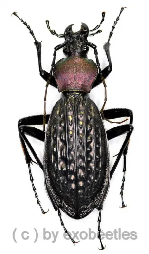 Carabus ( Apotomopterus ) arrowi hector