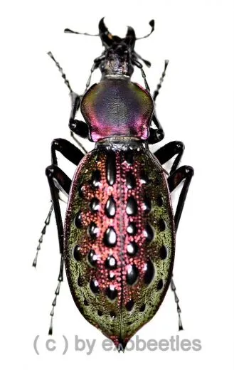Carabus ( Coptolabrus ) augustus yangminshanicu ( 35 – 39 )