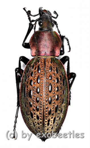 Carabus ( Coptolabrus ) formosus ( var.1 ) ( 35 – 39 )