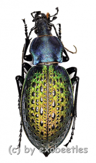 Carabus ( Coptolabrus ) formosus ( var.3 ) ( 30 – 39 ) A1-