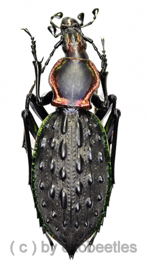 Carabus ( Coptolabrus ) ignimetalla angulicollis ( 40 – 44 )