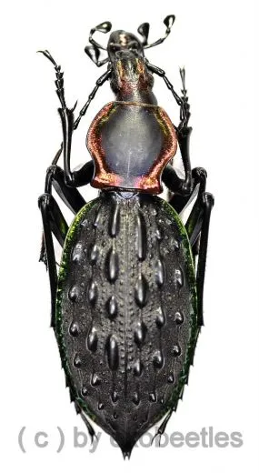 Carabus ( Coptolabrus ) ignimetalla angulicollis ( 45 – 49 )
