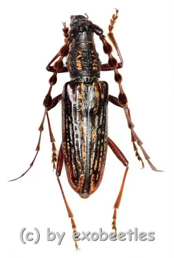 Carinolesthes pericalles ( 25 – 29 )