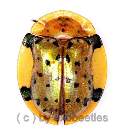 Cassidinae spec. #2 ( 10 – 14 )