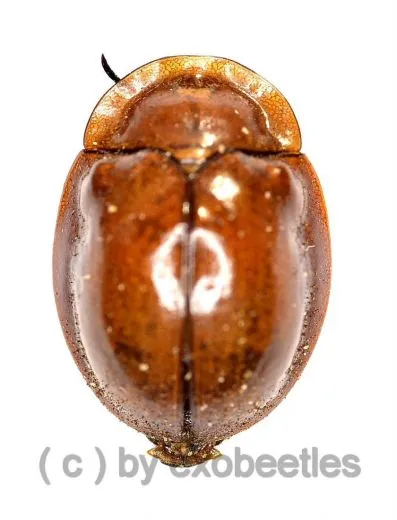 Cassidinae spec. #3 ( 10 – 14 )
