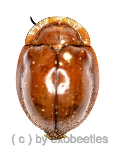 Cassidinae spec. #3 ( 10 – 14 )