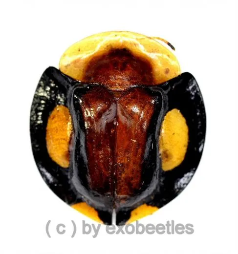 Cassidinae spec. ( 10 – 14 ) A2