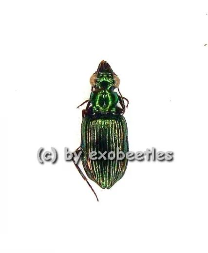Catascopus spec. ( 5 - 9 )