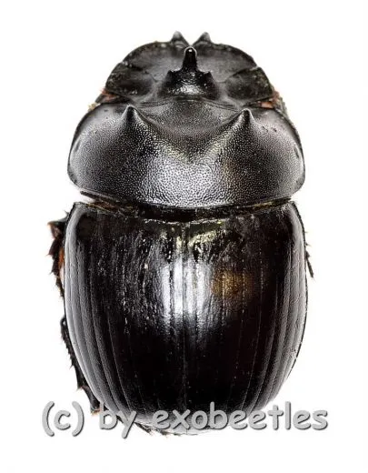 Catharsius spec. #2 ( 15 – 24 )