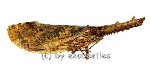 Cathedra serrata