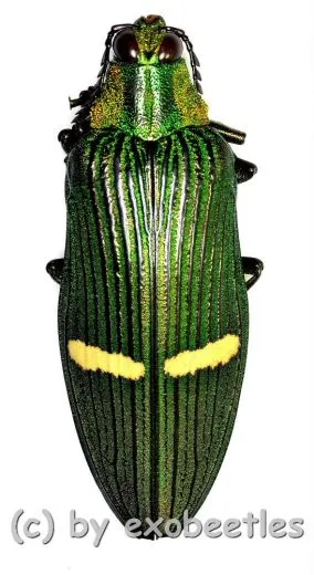 Catoxantha opulenta opulenta ( 45 – 49 )