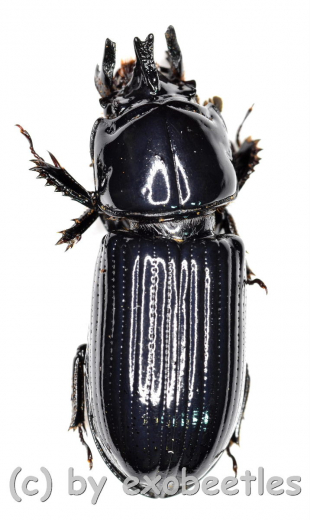 Ceracupes arrowi ( 15 – 19 )