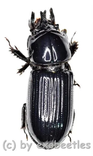Ceracupes arrowi ( 15 – 19 )