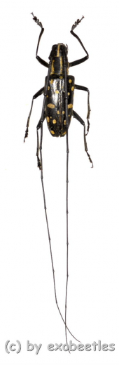 Cerambycidae spec. #54 ( 20 - 24 )