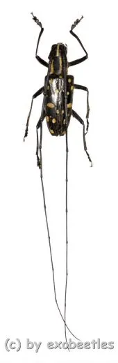 Cerambycidae spec. #54 ( 20 - 24 )