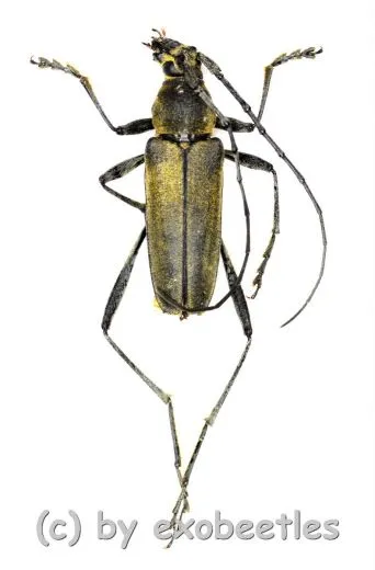 Cerambycidae spec. #55 ( 15 - 19 )