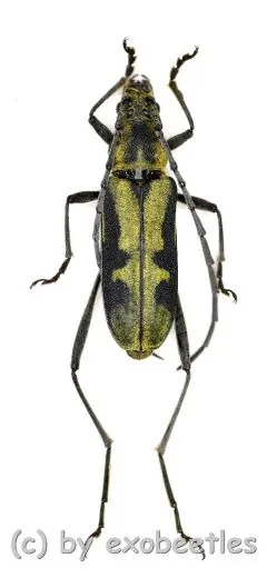 Cerambycidae spec. #77 ( 15 - 19 )
