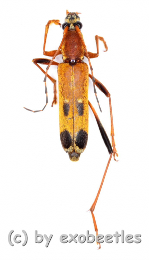 Cerambycidae spec. #85 ( 10 – 14 ) A2