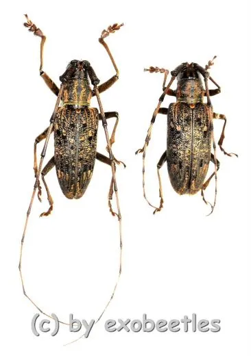 Cerambycidae spec. #89 ( M 30 – 34 )