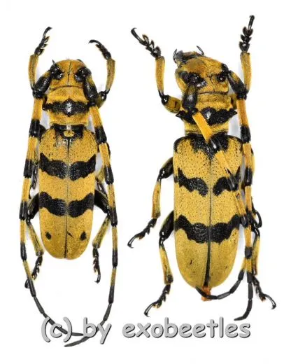 Cerambycidae spec. #94 ( M 15 – 19 )
