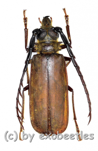 Ceratocentrus spinicornis ( 35 – 39 )