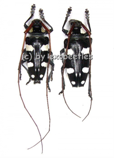 Cereopsius luctor