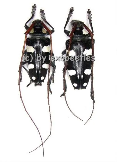Cereopsius luctor