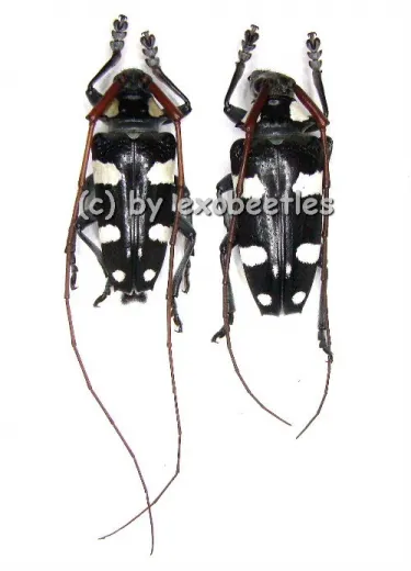 Cereopsius luctor
