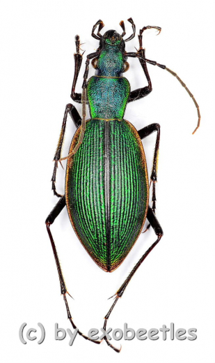 Ceroglossus buqueti andestus ( 20 – 24 )