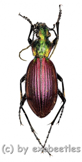 Ceroglossus chilensis gloriosus ( 25 – 29 ) A1-
