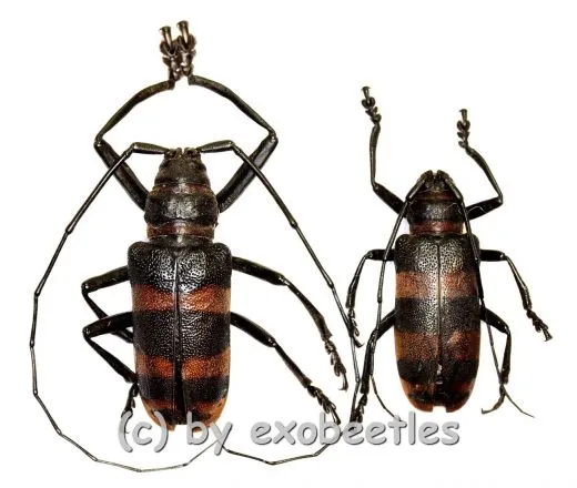 Ceroplesis calabarica ( M 25 – 29 ) A2